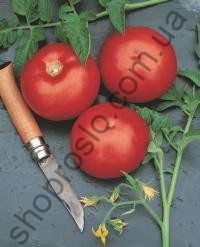 Насіння томату Ольга F1, ранній кущовий гібрид, "Vilmorin"  (Франція), 1 000 шт
