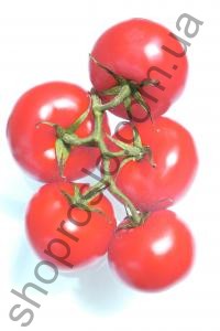 Семена томата Брат 2 F1, детерминантный, среднеспелый гибрид, 1 г, "НИЦССА" (Молдова), 1 г