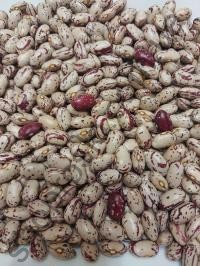 Семена фасоли Борлото, средний кустовой сорт Коуэл (Италия), 10 г