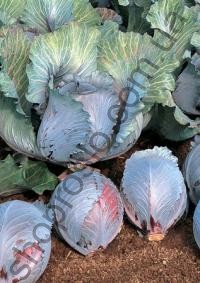 Семена капусты краснокочанной Рокси F1, поздний гибрид, 2 500 шт, "Seminis" (Голландия), 2 500 шт