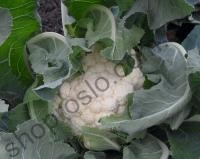 Семена капусты цветной Гудман, среднеспелый сорт, 2 500 шт, "Bejo" (Голландия), 2 500 шт
