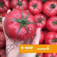 Насіння томату  Грифон F1, індетермінантний, ранній гібрид, Nunhems Bayer" (Голландія), 500 шт