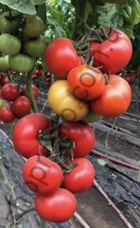 Семена томата Перугино F1, индетерминантный,  500 шт, "Enza Zaden" (Голландия), 500 шт