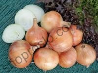 Семена лука репчатого Халцедон, среднеспелый сорт, 250 гр, "Semenaoptom" (Украина), 250 г