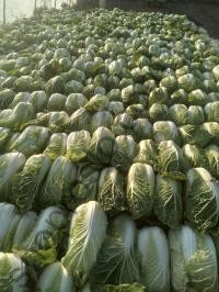 Семена капусты пекинская Тенсай F1, ранний гибрид, Kitano Seeds (Япония), 1 000 шт