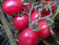 Семена томата Розовый Новачок, детерминантный, среднеспелый гибрид, "НИЦССА" (Молдова), 5 г