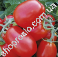 Насіння томату 1510 F1, раннійгібрид, "Lark Seed" (США), 500 шт