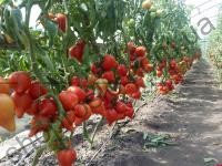 Насіння томату 97 F1, детермінантний, ранній гібрид, НИЦССА (Молдова), 5 г