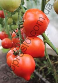 Семена томата Пеконет F1, полудетерминатный,  ранний гибрид, 500 шт, Syngenta (Швейцария), 100 шт (Фас)