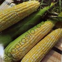 Семена кукурузы Дефендер F1, ранний суперсладкий гибрид,"Spark Seeds" (США), 2 500 шт
