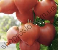 Насіння томату 97 F1, детермінантний, ранній гібрид, НИЦССА (Молдова), 5 г