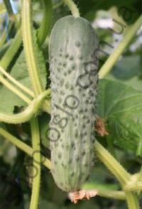 Семена огурца Седрик F1, ранний гибрид, партенокарпический, "Enza Zaden" (Голландия), 500 шт