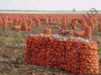 Насіння цибулі ріпчастої Деспот, середньопіздній, MTN "tohum seed"  (Туреччина), 1 кг