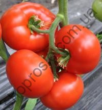 Насіння томату  Максін F1, індет. ранній гібрид,"Vilmorin" (Франція), 500 шт