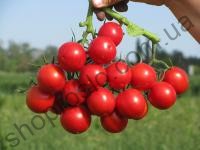 Насіння томату Руфус F1,кущовий ранній гібрид, "Esasem"  (Італія), 10 000 шт