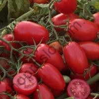 Насіння томату Бріксоліно F1,ранній кущовий гібрид чері,, "United Seeds" (США), 1 000 шт