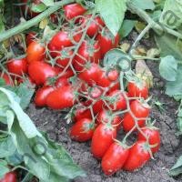 Насіння томату Бріксоліно F1,ранній кущовий гібрид чері,, "United Seeds" (США), 1 000 шт