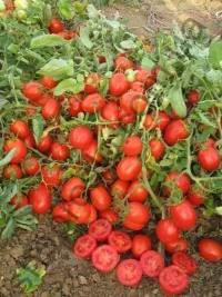 Насіння томату Уно Россо F1, середньоранній кущовий гібрид,"United Genetics" (США), 1 000 шт
