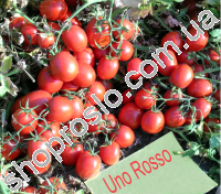 Насіння томату Уно Россо F1, середньоранній кущовий гібрид,"United Genetics" (США), 1 000 шт