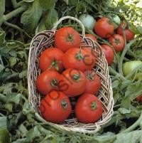 Насіння томату Полбіг F1, кущовий  ранній гібрид "Bejo" (Голландія), 1 000 шт