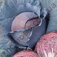 Семена капусты краснокочанной Ред Династи F1, ранний гибрид,    "Seminis" (Голландия), 2 500 шт