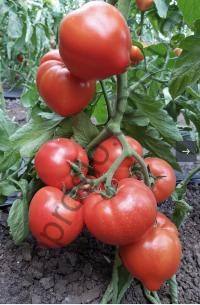 Насіння томату 97 F1, детермінантний, ранній гібрид, НИЦССА (Молдова), 1 г