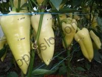 Семена перца СуперАми F1, ранний гибрид, конический, 1000 шт, "Semo" (Чехия), 1 000 шт