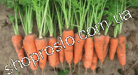 Семена моркови SV 3118 F1, ранний гибрид, 200 000 шт, "Seminis" (Голландия), 1 млн.шт (2,0-2,2)
