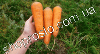 Семена моркови SV 3118 F1, ранний гибрид, 200 000 шт, "Seminis" (Голландия), 1 млн.шт (1,6-1,8)