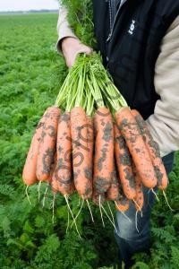 Насіння моркви Балтімор F1, "Bejo" (Голландія), 100 000 шт (1,6-1,8)