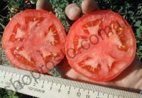Насіння томату Ріхам F1, кущовий  ранній гібрид,  "Clause" (Франція), 1 000 шт