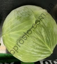 Семена капусты белокочанной Висконт F1, поздний гибрид,  "Clause" (Франция), 2 500 шт
