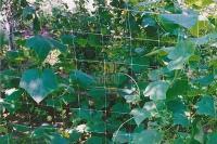 Сітка шпалерна  / огіркова зелена  17х15 см, висота  1,7 м. "Аgreen"  (Польща), 500 м