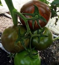 Насіння томату Сіліврі F1, індетермінантний, ранній гібрид, "Libra Seeds", 250 шт
