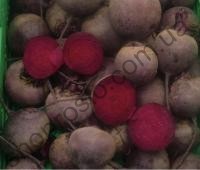 Семена свеклы Кестрел F1, ранний гибрид, столовая, 50 000 шт, "Sakata" (Япония), 5 000 шт