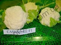 Семена капусты цветной Кашмир F1, ранний гибрид, 1 000 шт, "Sakata" (Япония), 1 000 шт