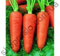 Семена моркови Кампино, среднеспелый сорт, "Satimex" (Германия), 100 г