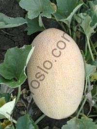 Семена дыни Корса F1, ранний гибрид, 1 000 шт, "Agri Saaten" (Германия), 1 000 шт