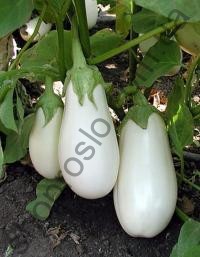 Семена баклажана Бибо F1, ранний гибрид, 1 000 шт, "Seminis" (Голландия), 1 000 шт