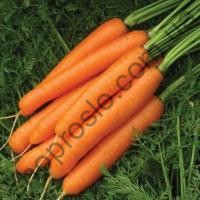 Семена моркови Карибу  F1, ранний гибрид,  "Seminis " (Голландия), 200 000 шт (1,6-1,8)