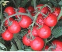 Семена томата Ачико F1, детерминантный, ультраранний гибрид, "Cora Seeds" (Италия), 1 000 шт