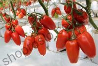 Семена томата Айдар F1, индетерминантный, ранний гибрид, 250 шт, "Clause" (Франция), 1 000 шт