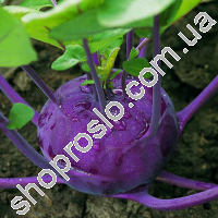 Семена капусты кольраби Користа, фиолетовая, ранний гибрид, 2 500 шт,  "Bejo" (Голландия), 2 500 шт