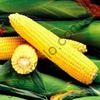Семена кукурузы Сентинель, суперранний гибрид, суперсладкая, 5 000 шт, "Clause" (Франция), 5 000 шт