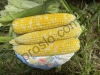 Семена кукурузы БСС (BSS) 1075 KS F1, ранний гибрид, суперсладкая, Syngenta (Швейцария), 5 000 шт