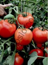 Насіння томату Дебют F1, "Seminis" (Голландія), 1 000 шт