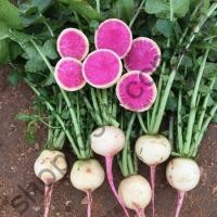 Семена редьки Рэд Мит, ранний сорт, красно-розовая, 100 г, "Takii Seeds" (Япония), 100 г