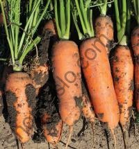 Семена моркови Чикаго F1, ранний гибрид, "Wing Seed" (Голландия), 200 000 шт (2,0-2,2)