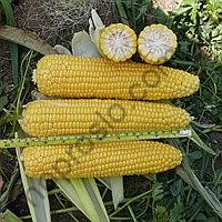 Семена кукурузы 1801 F1, среднеспелый гибрид, суперсладкая, "Spark Seeds" (США), 25 000 шт