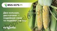 Семена кукурузы БСС (BSS) 1075 KS F1, ранний гибрид, суперсладкая, Syngenta (Швейцария), 5 000 шт